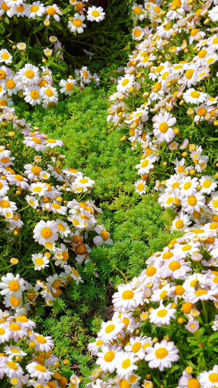 The Flower Bed | Six-Word Story