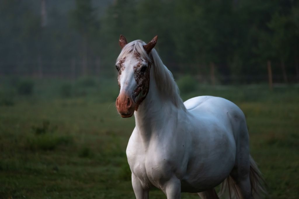 The White Horse Daydream | One-Hundred-Word Story